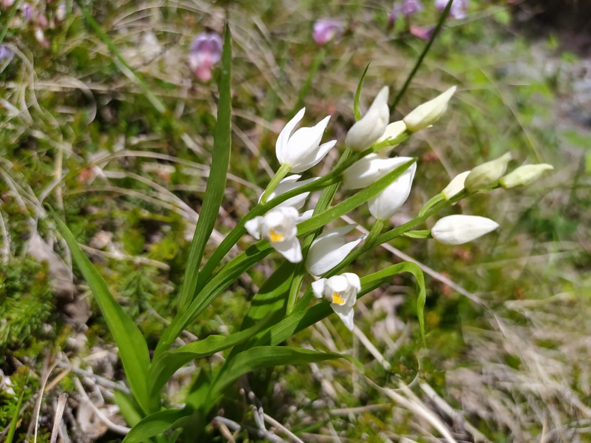 2021-05-08 Fiori di maggio